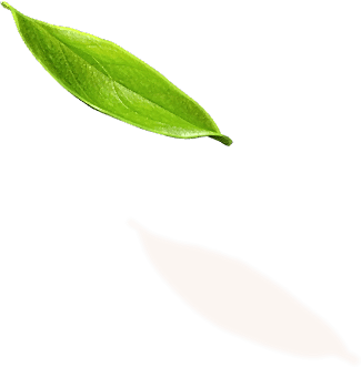 leaf 1 1